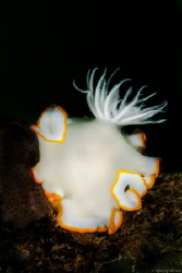 Tittle: i hide my ear!

Chromodorididae nudibranch fami... by Mr Chai 